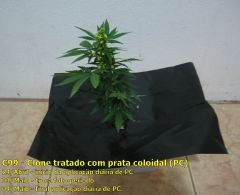 Prata Coloidal - DIY