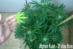 afghan 12dez2012 A