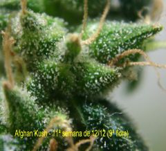 afghan 23jan2013 B