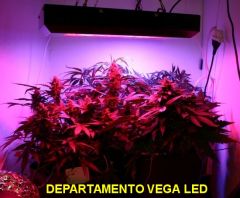 floravega Led 04jan2013a