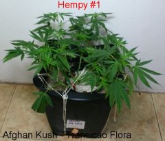 hempy 19jan2013 A