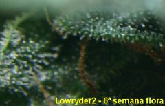 lowryder2_11jan2012_c.jpg