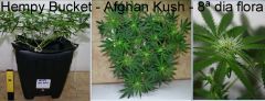 afghan hempy 30jan2013 A