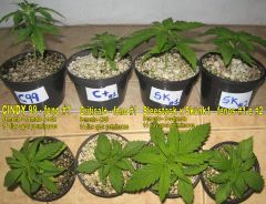 2ª leva de seeds - 90w UFO LED VEGA