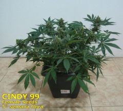 Cindy99 - Female seeds - 100% LED - 5ª Semana Flora