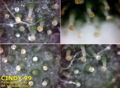 Cindy99 - Female seeds - 100% LED - 6ª Semana Flora