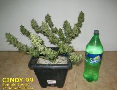 Cindy99 - Female seeds - 100% LED - 7ª Semana Flora