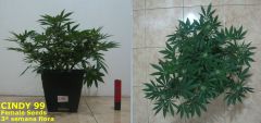 Cindy99 - Female seeds - 100% LED - 3ª Semana Flora