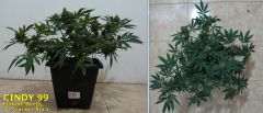 Cindy99 - Female seeds - 100% LED - 7ª Semana Flora