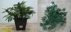 Cindy99 - Female seeds - 100% LED - 5ª Semana Flora