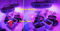 grow 26mar2014a