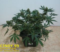 Cindy99 - Female seeds - 100% LED - 6ª Semana Flora