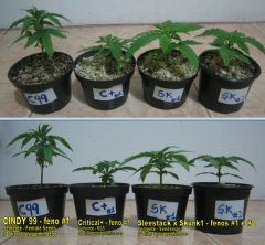 2ª leva de seeds - 90w UFO LED VEGA