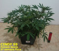 Cindy99 - Female seeds - 100% LED - 3ª Semana Flora