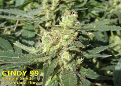 Cindy99 - Female seeds - 100% LED - 7ª Semana Flora