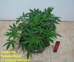 Cindy99 - Female seeds - 100% LED - 1ª Semana Flora