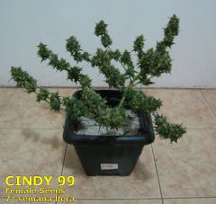 Cindy99 - Female seeds - 100% LED - 7ª Semana Flora