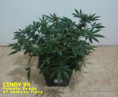 Cindy99 - Female seeds - 100% LED - 4ª Semana Flora