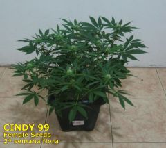 Cindy99 - Female seeds - 100% LED - 2ª Semana Flora