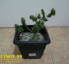 Cindy99 - Female seeds - 100% LED - 7ª Semana Flora