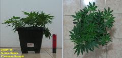 Cindy99 - Female seeds - 100% LED - 1ª Semana Flora