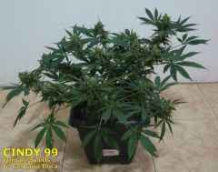 Cindy99 - Female seeds - 100% LED - 6ª Semana Flora