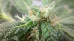 57 dias, macro bud (2)