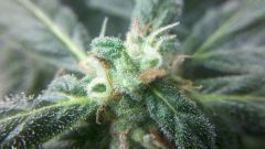 57 dias, macro bud (3)