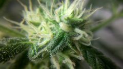 57 dias, macro bud