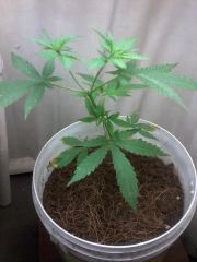 cannabis hibrida 2