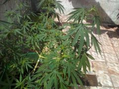 Sativa 2 com 15 semanas de vega