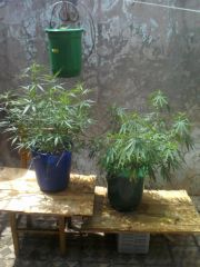 2 sativas com 15 semanas ambas de vega