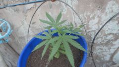 Sativa 5 semanas TOP