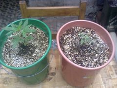 Skunk#1 e Arjans Haze #3 com 23 dias de vida cada.