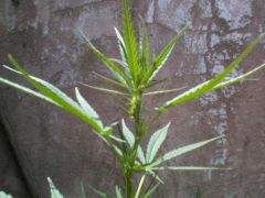 Pistilhos sativa 1