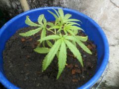 Sativa com 4 semanas