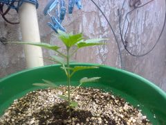 Skunk 23 dias Vega