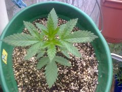 Skunk#1 23 dias vega