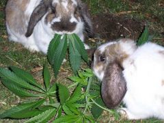 Marijuana Happy Bunnies By marijuana