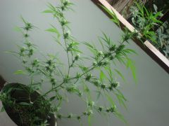 DSC08832
