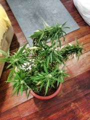 Pederales Super silver Haze. proximo ao final da flora