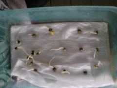 seeds germinando 19 de 19