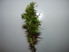 bud 24 01 13