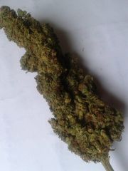 bcbud