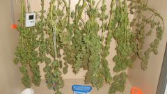 Colheita 4 plantas de seeds e 5 clones