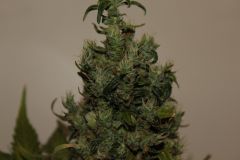 10a. Semana Flora - Top Clone