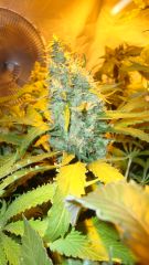 Geral 9a. semana flora - top clone