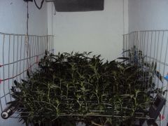 Scrog 140721a