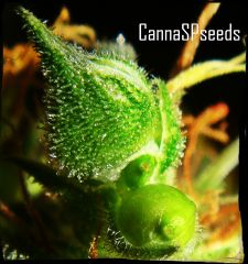 CannaSPseeds