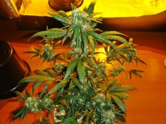 auto ak47grow